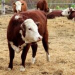 Hereford Bulls for sale