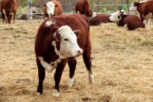 Hereford Bulls for sale