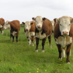 Hereford Bulls For Sale