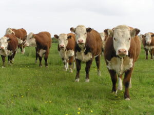 Hereford Bulls For Sale