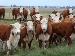 Hereford Cows