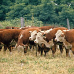 Hereford Cows for sale