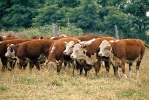 Hereford Cows for sale